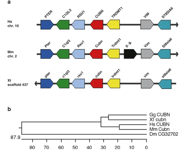 Fig. 2 Comparison of synteny and phylogenetic analysis of cubilin genes. a Schematic  rep-resentations of the synteny blocks containing cubilin genes in the human (Hs), mouse (Mm), and X