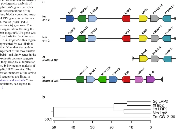Fig. 3 Comparison of synteny and phylogenetic analysis of megalin/LRP2 genes. a  Sche-matic representations of the synteny blocks containing  meg-alin/LRP2 genes in the human (Hs), mouse (Mm), and X.