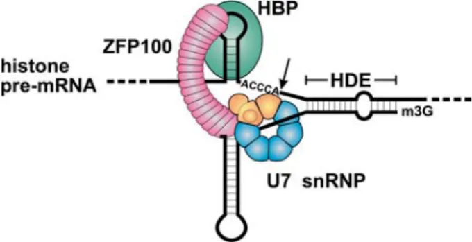 Figure 1. Molecular mechanism of histone pre-mRNA 3¢ end pro- pro-cessing. Animal replication-dependent histone pre-mRNAs contain all the cis-acting sequences necessary for 3¢ end processing: a  hair-pin with a 6-bp stem and a 4-nucleotide loop that is bou