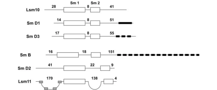 Figure 3. Lsm11 is an unusual member of the Sm/Lsm protein family. Sm and Lsm proteins share conserved amino acids defining the Sm motifs 1 and 2 that are separated by a usually short, variable linker [43, 44, 48, 49, 51]