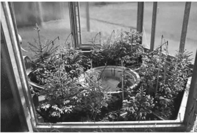 Figure 1. View into the Open Top Chambers (OTC) in spring 2002. Each half chamber contained 14 juvenile trees [6 spruce (P