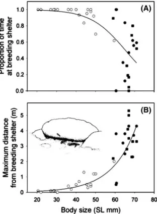 Fig. 4 Brood sizes (number of offspring emerging, n = 34 broods of 20 groups) in J. ornatus