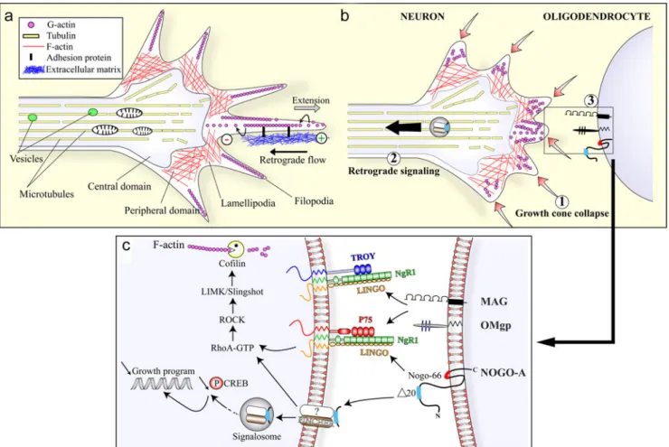 Fig. 1 Molecular mechanisms of Nogo-A-mediated axonal growth inhibition. a Organization of the growth cone