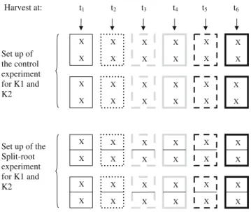 Fig. 1 Design of the set up of the control and split-root experiment.