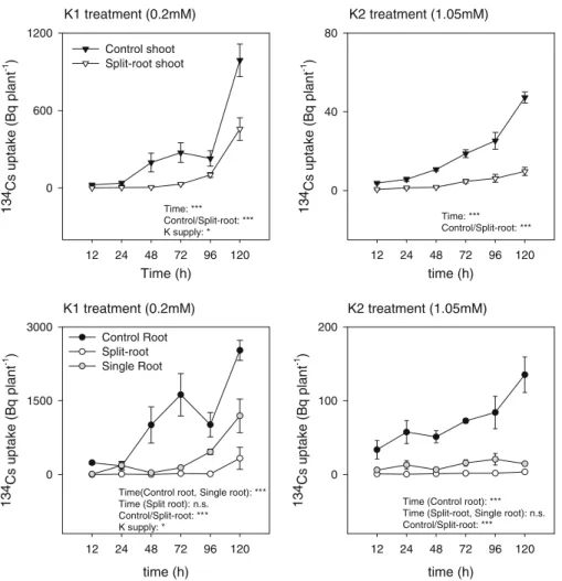 Fig. 3 Dynamic of 134 Cs uptake measured at the end of each harvest in the shoot and root
