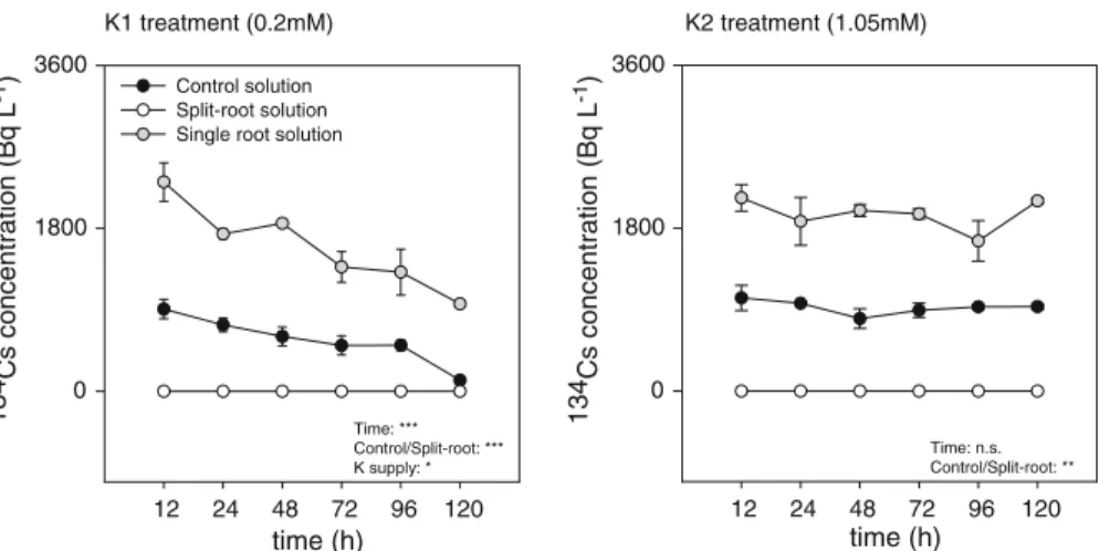 Fig. 4 Concentration of 134 Cs in the nutrient solution measured at the end of each harvest