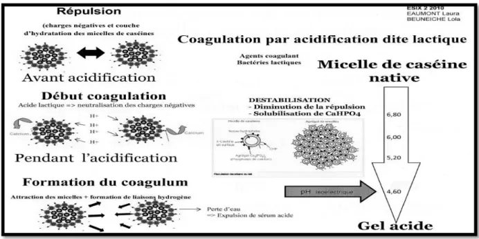 Figure 3: Les gels laitiers et le phénomène de coagulation par acidification (Ronez, 2012)