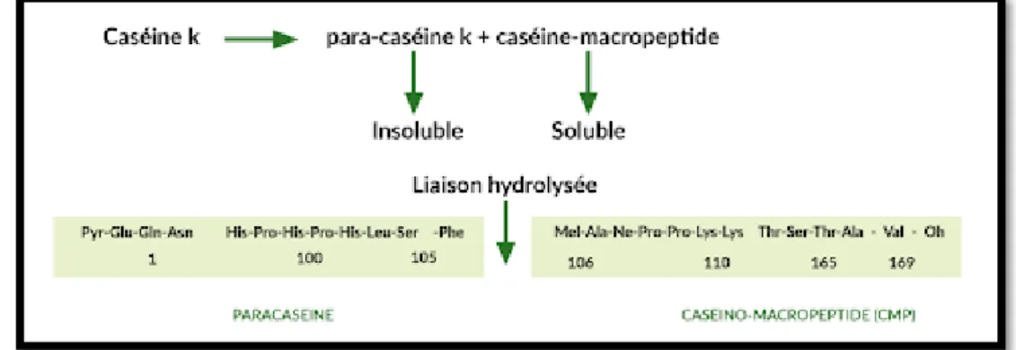 Figure 5: Hydrolyse de la caséine κ par la présure (Fox et al., 1994). 