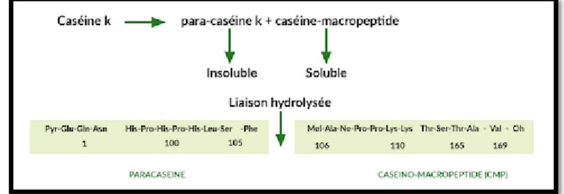 Figure 5: Hydrolyse de la caséine κ par la présure (Fox et al., 1994). 