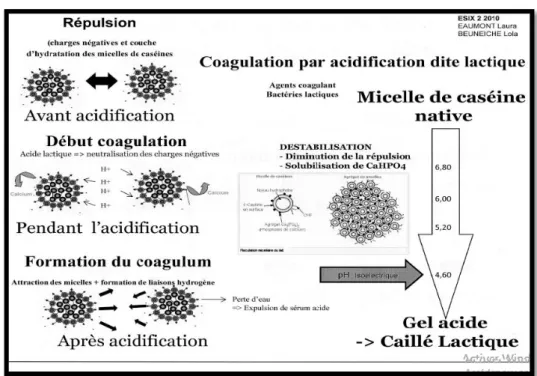Figure 6: Les gels laitiers et le phénomène de coagulation par la présure (Ronez, 2012)
