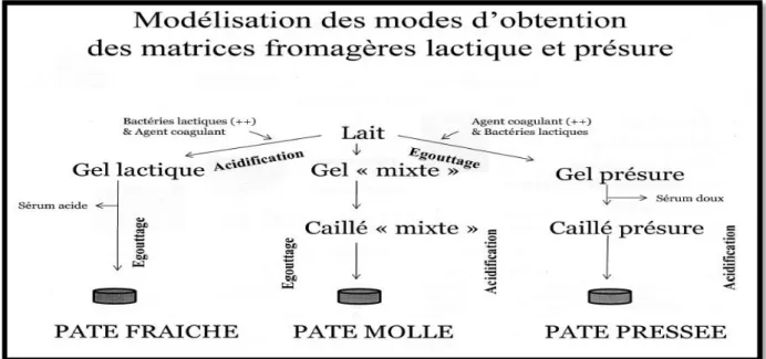 Figure 7: Modélisation des modes d’obtention des matrices fromagères lactiques, mixtes et  présure (Ronez, 2012)