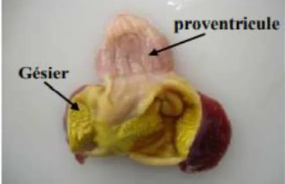 Figure 9: Complexe stomacal du poulet (Bohak, 1969) 