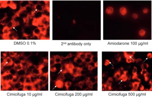 Figure 7. Immunohistological staining of cytochrome c in HepG2 cells. Cells (n = 10 5 ) were incubated for 24 h with cimicifuga extracts.