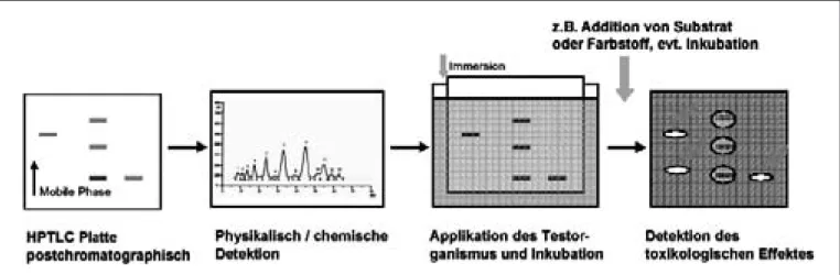Abb. 1 Allgemeine Vorgehensweise der toxikologischen Schadstoffbestimmung mit zellulären und subzellulären HPTLC-Detektionsverfahren.