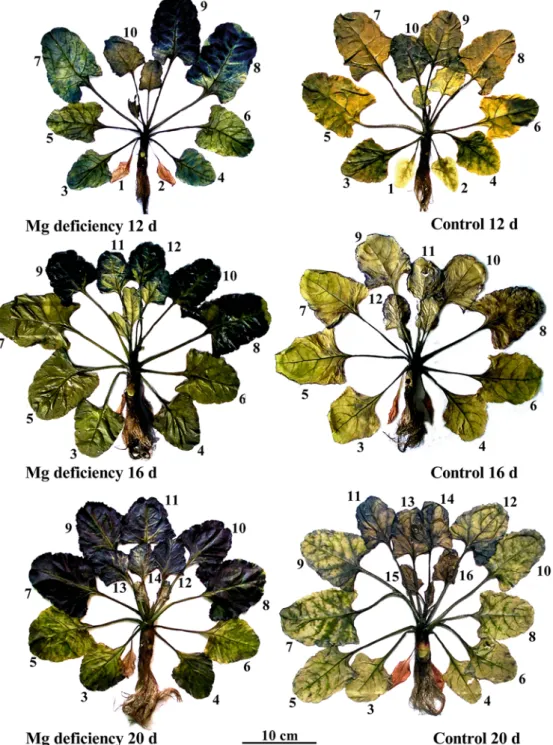 Fig. 3 Eﬀect of Mg deﬁciency on starch content in sugar beet leaves, as detected by lugol staining