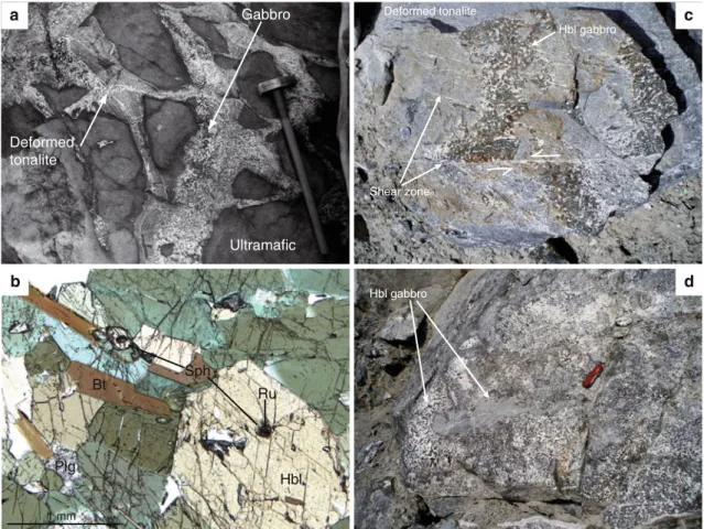 Fig. 2 Field photographs and thin section micrographs of a Ultra- Ultra-mafic blocks cut by pegmatitic gabbros and deformed tonalite, Chelan gorge; b Typical texture of hornblendites, with large euhedral crystals of hornblende (hbl, approximately 1 mm), fe