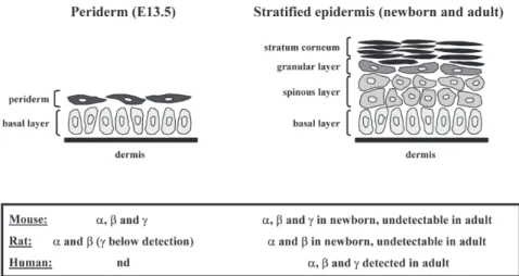 FIG. 1. Schematic representation of interfollicular epidermis development. During late fetal development (between embryonic day E13.5 and the end of gestation) in mouse skin, the  epi-dermis changes from a single basal undifferentiated layer (basal layer) 