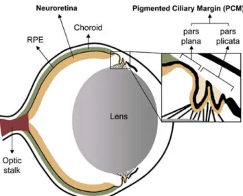 Fig. 1), and the other is the developing neuroretinas of embryos and pups during the first few postnatal days (Fig