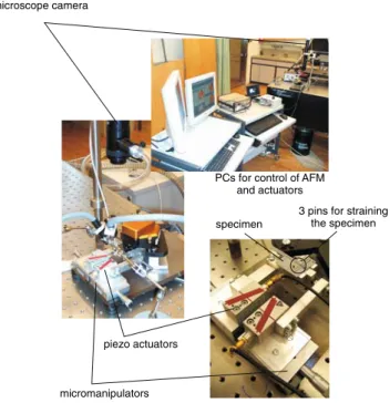 Fig. 4 Experimental setup. Two micromanipulators and two piezo actuators are used. They point pairwise into opposite  di-rections which results in larger maximum displacements