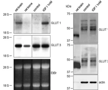 Fig. 4 Effects of PTH, IGF I, and insulin on 2DG uptake and DNA synthesis in rat osteoblastic cells