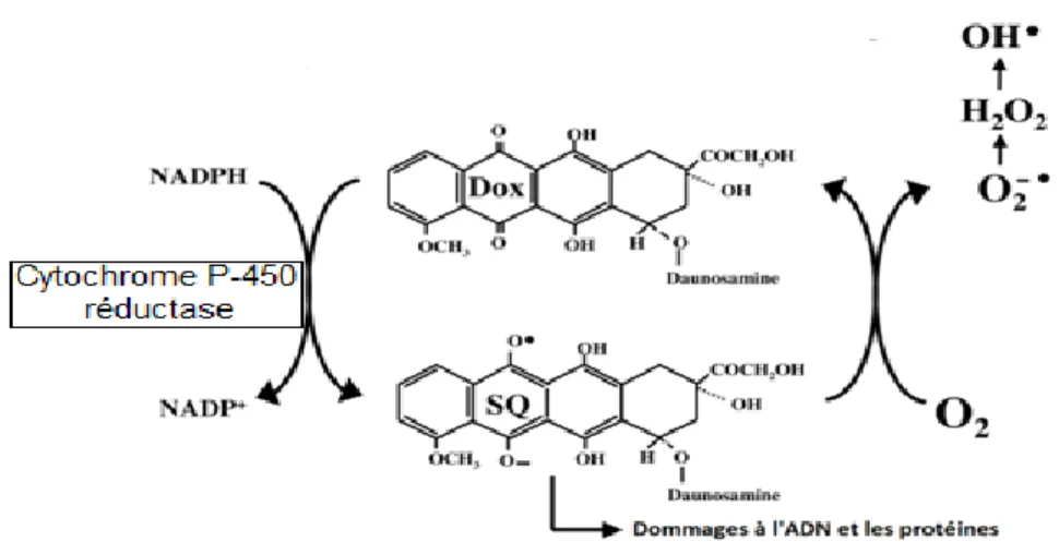 Figure 03: Formation des ERO par réduction à un électron de la doxorubicine. 