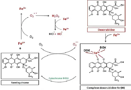 Figure 04: Formation des ERO par voie non enzymatique. 