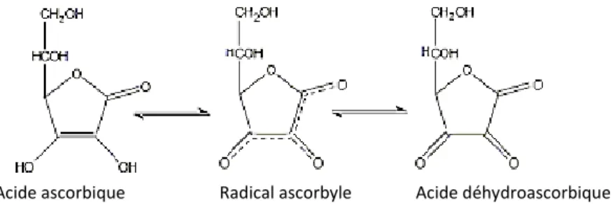 Figure 07 : Représentation du système redox : acide ascorbique, radical ascorbique libre, et  acide déhydroascorbique