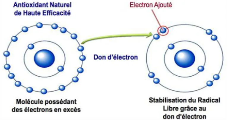Figure 08 : Transfert d’un  électron de l’antioxydant vers le radical libre. 