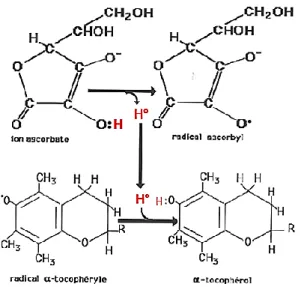 Figure 10 : Formule d’un composé hybridée entre la doxorubicine - antioxydant. 