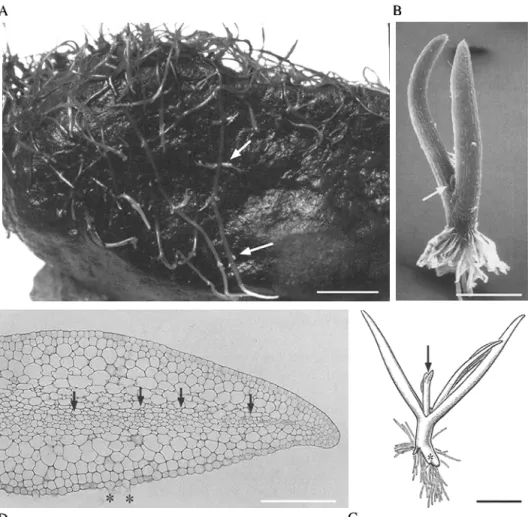 Fig. 5.  Growth  and development in Podostemaceae (river-weeds), flowering plants  adapted  to  submerged  river  rocks