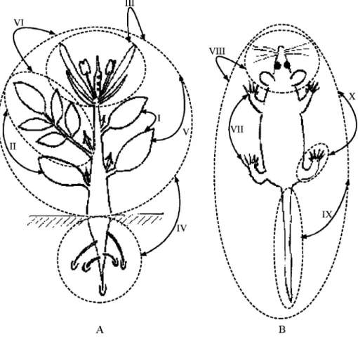 Fig.  1.  (A)-(B)  Bauplans  (body  plans,  archetypes)  of  seed  plants  (A)  and  tetrapods  (B),  exemplified  by  rosid-like  dicot  and  mouse,  respectively