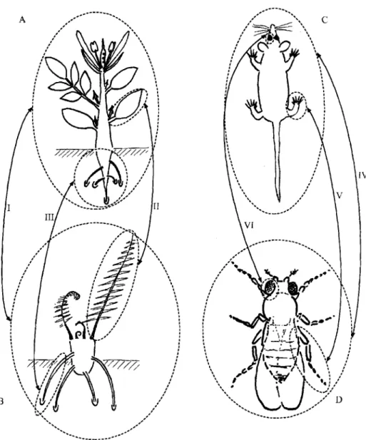 Fig.  2.  (A)-(D)  Bauplans  (body  plans,  archetypes)  of  four  different  groups  of  multicellular  organisms  with  modular  construction