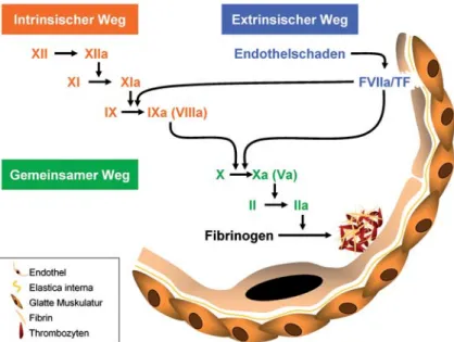 Abbildung 1. Das klassische Modell der Blutgerinnung. Die Bildung von Fibrin  kann sowohl über den intrinsischen als auch über den extrinsischen Weg, welche  als redundante Systeme nebeneinander bestehen, in Gang gesetzt werden.