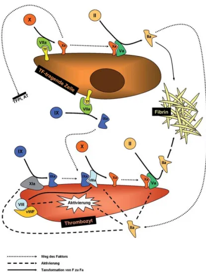 Figure 2. A novel cellular model of coagulation postulates that the required steps,  ultimately leading to fibrin formation, need to take place on specific cell surfaces