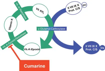Abbildung 4. Cumarine hemmen die Bildung von Vitamin KH 2 , dem Kofaktor der  γ -Glutamyl-Carboxylase