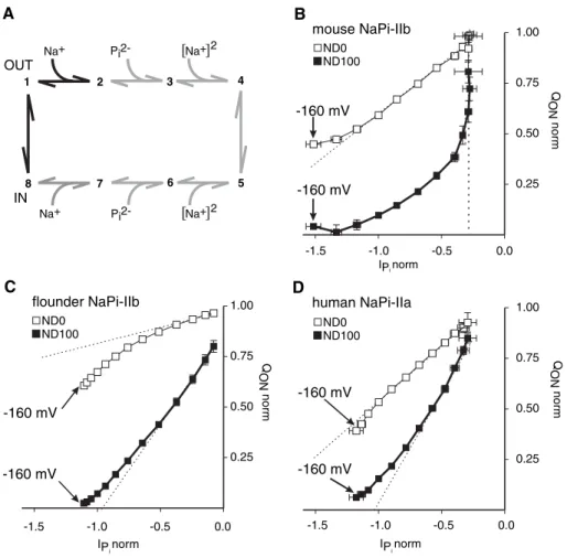 Fig. 7. (A) Kinetic scheme for type II electrogenic Na + /P i cotransporters. The cotransport cycle comprises sequential transitions between at least eight conformationally distinct states
