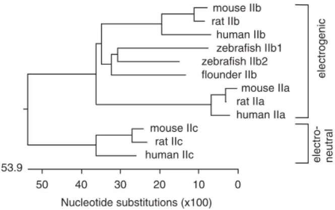 Fig. 1. Dendrogram of selected members of the type II Na + /P i