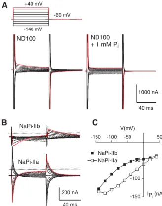 Figure 2A shows original recordings of currents in response to voltage steps in the range )140 to +40 mV from a holding potential (V h = )60 mV) applied to a representative oocyte injected with