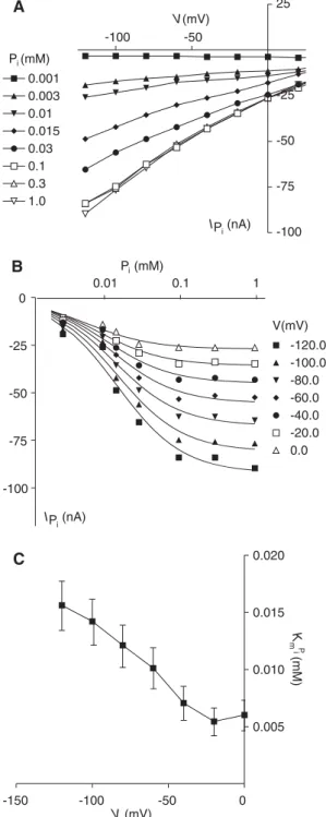 Fig. 3. P i dose response for mouse NaPi-IIb in the presence of 100 m M Na + . (A) I-V data for a representative NaPi-IIb-expressing cell obtained by subtracting records in ND100 from corresponding records in ND100+P i , where P i is the concentration indi