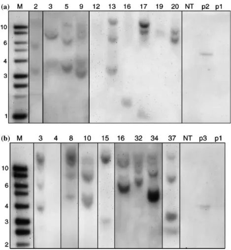 Figure 2. Southern hybridization analyses of mag2 (a) and MSI99 (b) transgenic and non-transformed (NT) ‘Chardonnay’ lines.