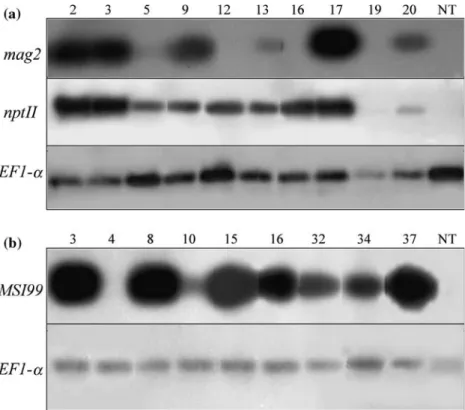 Figure 3. Semi-quantitative RT-PCR analyses of transgenic ‘Chardonnay’ lines. Comparative transcription of mag2, npt-II and EF1-a genes in mag2 lines (a) and MSI99 and EF1-a genes in MSI99 lines (b) using leaves of in vitro transgenic and  non-transformed 
