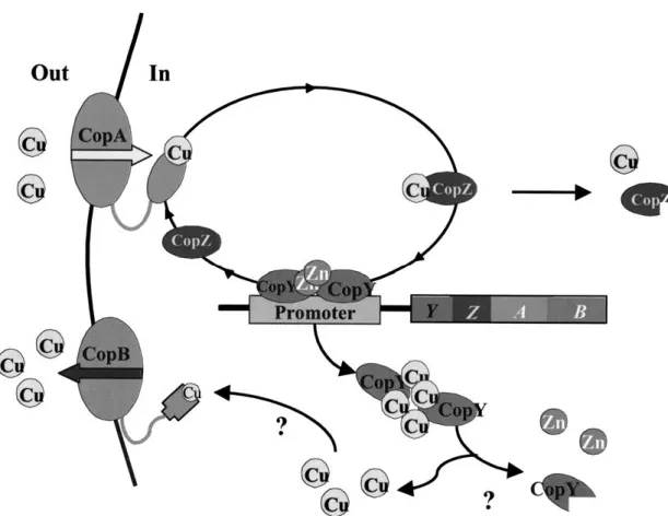 Fig. 1. Copper circulation in E. hirae. Model of copper circulation in E. hirae. The import and export ATPase pumps, CopA and CopB, regulate the intracellular concentration of copper by pumping metal across the membrane into and out of the cytoplasm