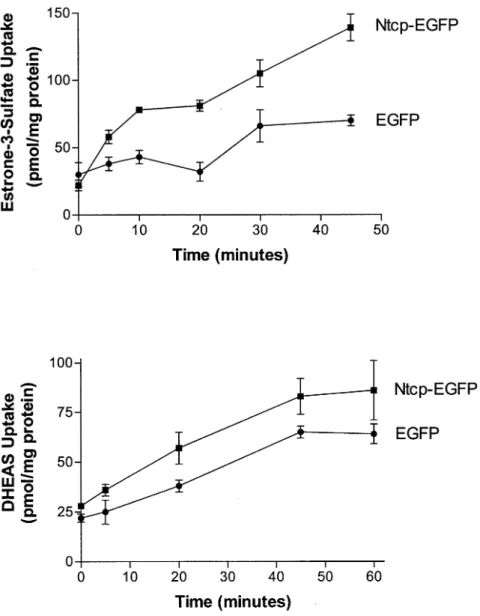 Figure 3. Uptake of [ 3 H]estrone-3-sulfate (10 µmol/l) and [ 3 H]DHEAS (10 µmol/l) by EGFP ( ) and Ntcp-EGFP (  ) expressing HepG2 cells in a NaCl medium