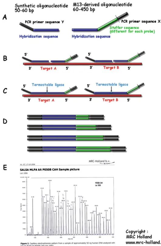 Fig. 7 Ligase detection reaction: principle. Detecting (or allele- allele-specific) oligonucleotides and one common oligonucleotide are hybridized to denatured PCR-amplified targets