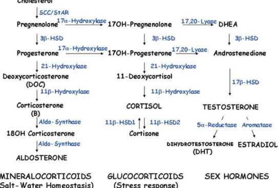 Fig. 1 Steroidogenic pathway. Steroidogenic acute response protein (StAR) is involved in cholesterol transport through mitochondrial membrane and not in an enzymatic step
