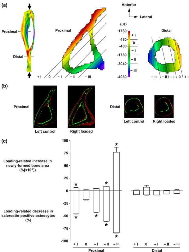FIGURE 2. Relationship between mechanical loading-related changes in osteocyte sclerostin expression and magnitudes of local strain engendered vs