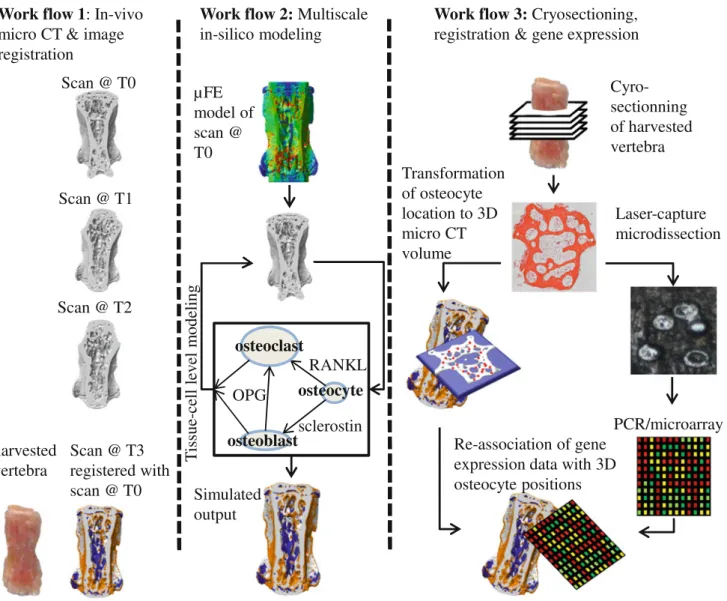 FIGURE 4. The mechanical systems biology framework for investigating load-induced bone adaptation is a combined experi- experi-mental and computational approach which can be separated into three different workflows