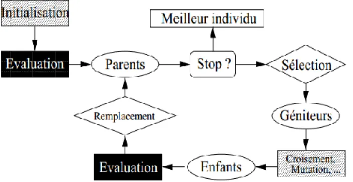 Figure 1.1 : Squelette d’un algorithme ´évolutionnaire 
