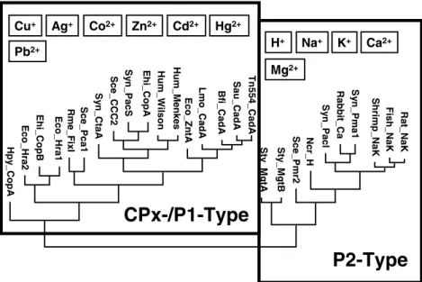 Figure 3 shows an overview of the copper circu- circu-lation in E. hirae. Current evidence indicates that cupric copper, Cu(II), is converted to the cuprous form, Cu(I), at the E