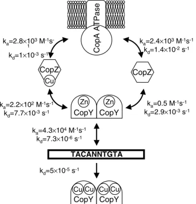 Figure 4. Overview of the interaction kinetics between elements of copper homeostasis and regulation in E